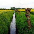 Korbweiden am Rain