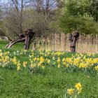 Korbweiden Im Britzer Garten (wo sonst)