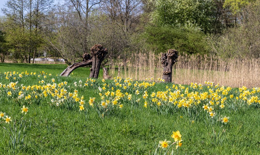 Korbweiden Im Britzer Garten (wo sonst)