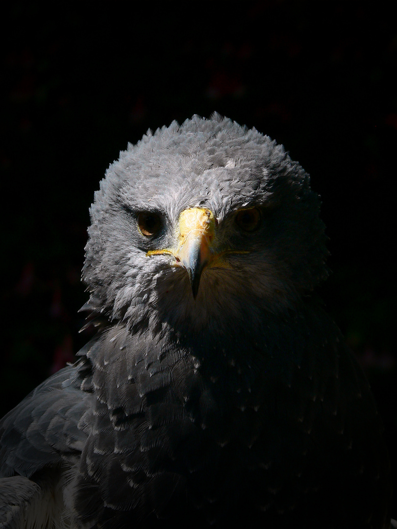 Kordilerenadler !