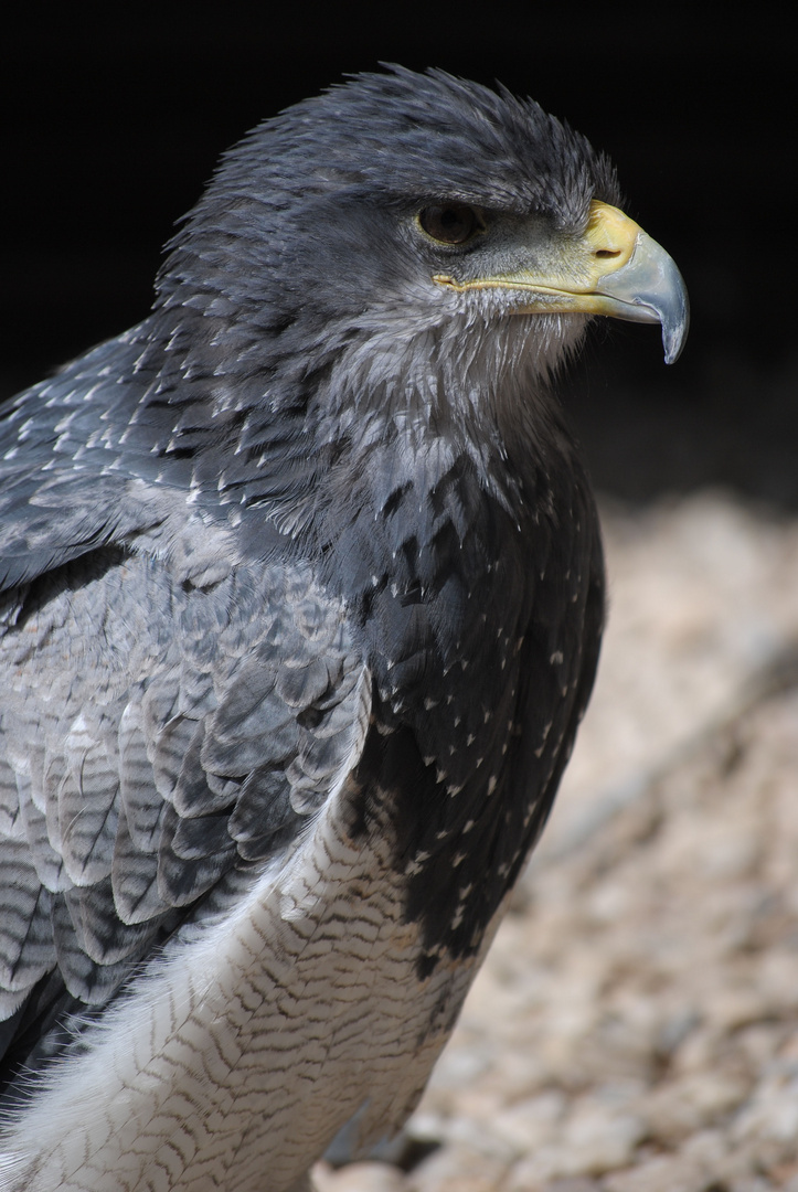 Kordilierenadler