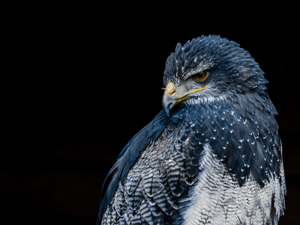 KORDILLEREN ADLER