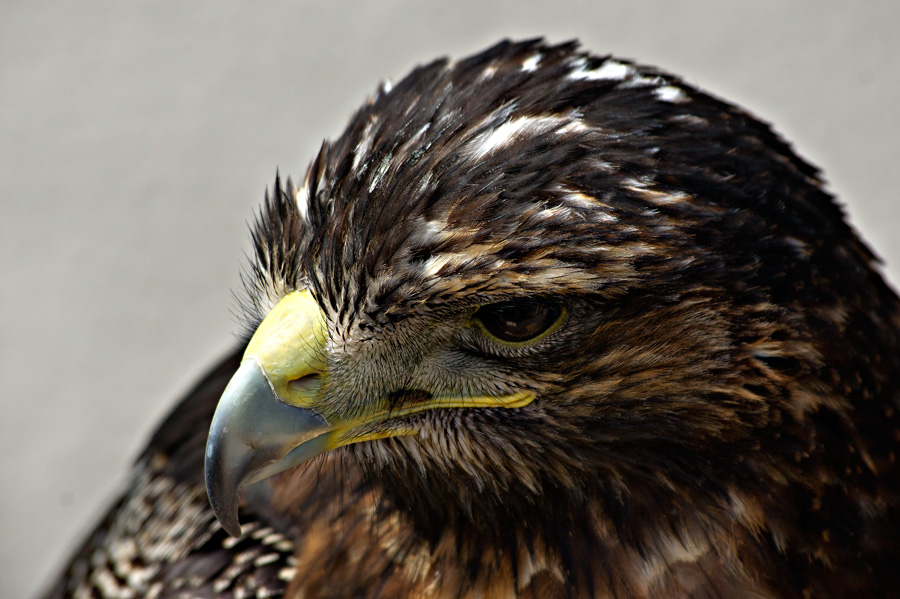 Kordilleren-Adler