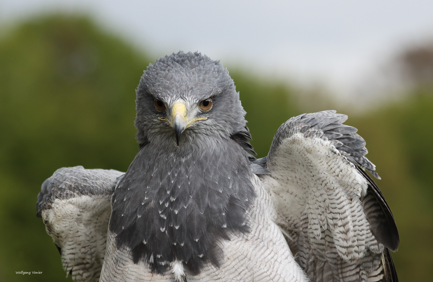 Kordillerenadler