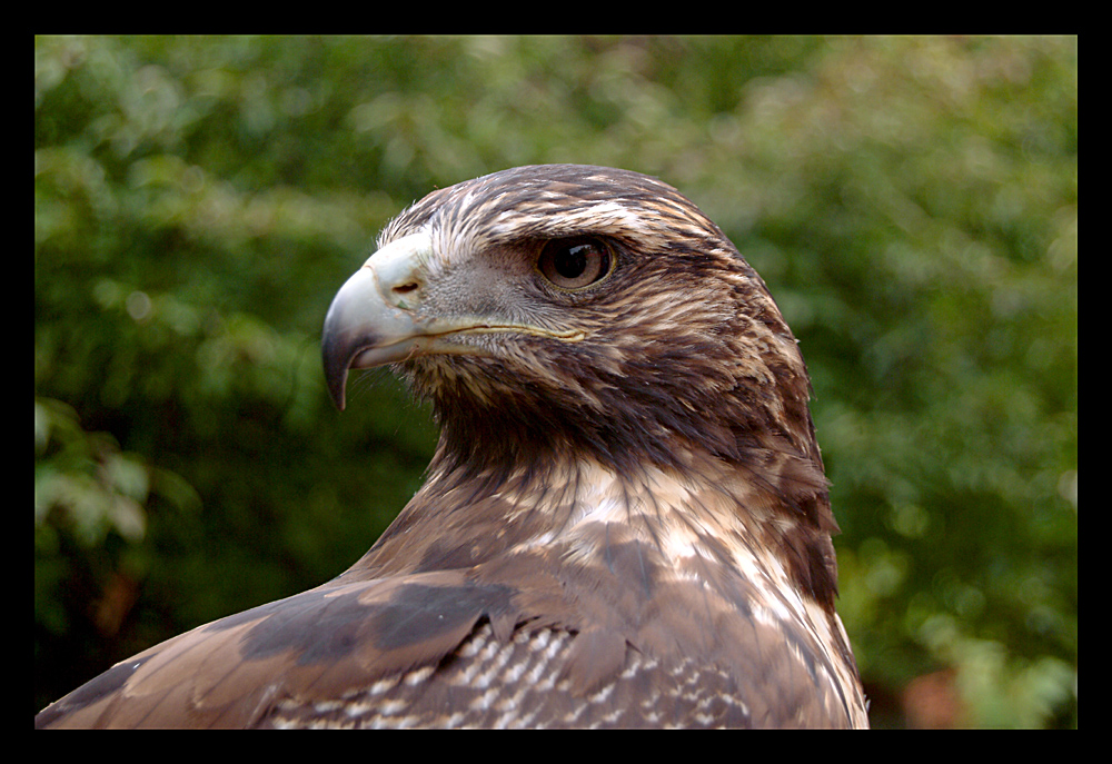 Kordillerenadler