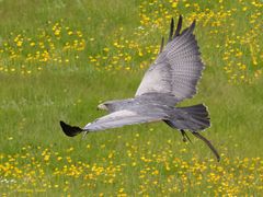  Kordillerenadler