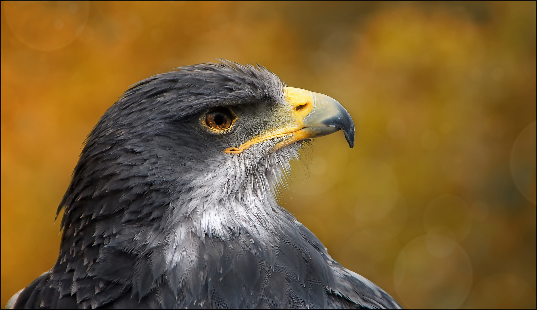 Kordillerenadler