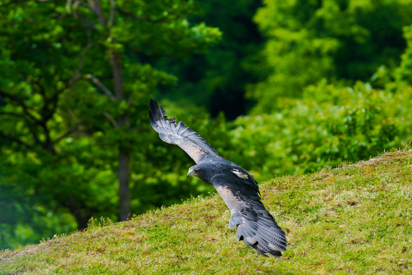 Kordillerenadler 