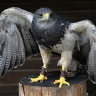 Kordillerenadler