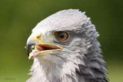 Kordillerenadler