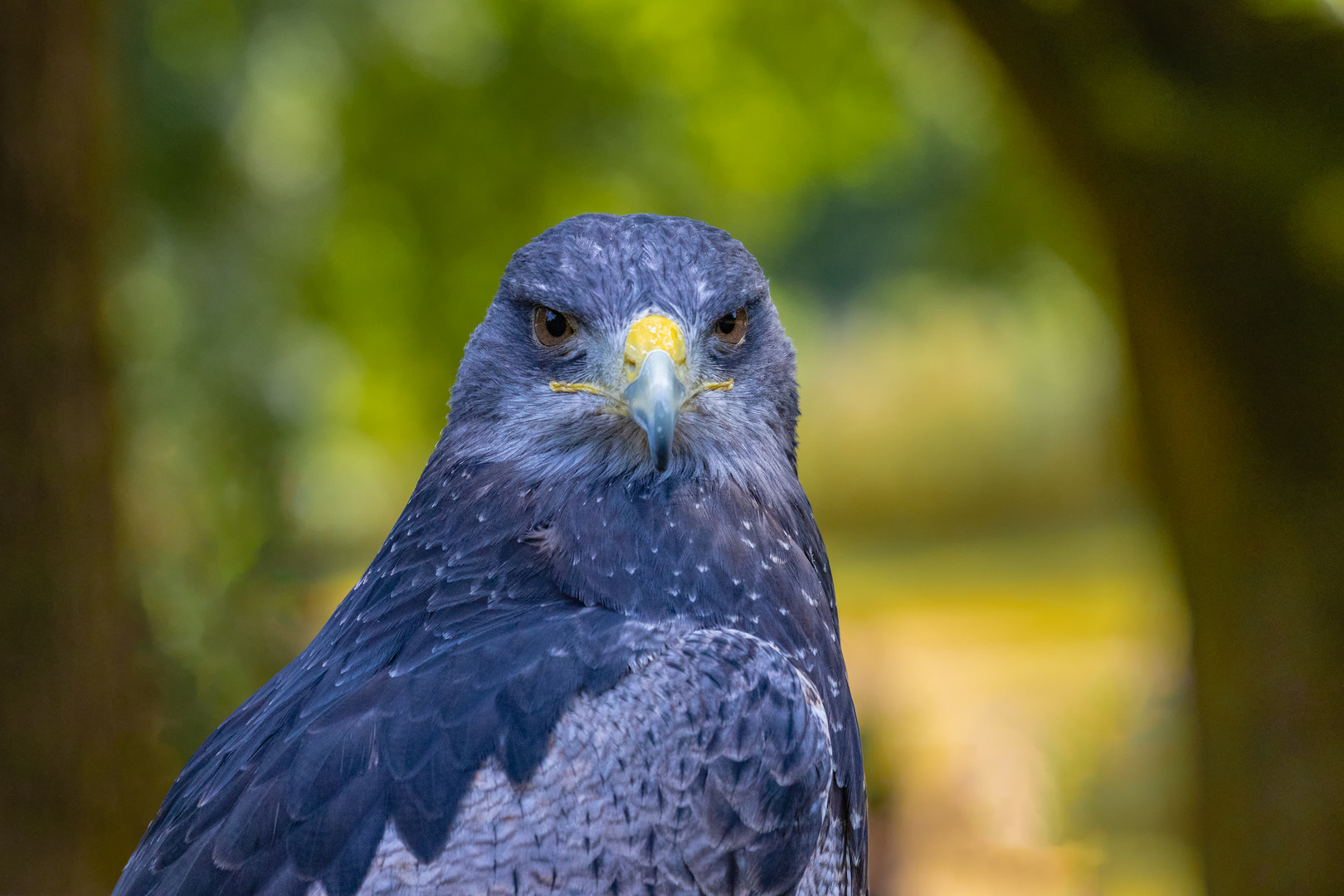 Kordillerenadler - Aguja