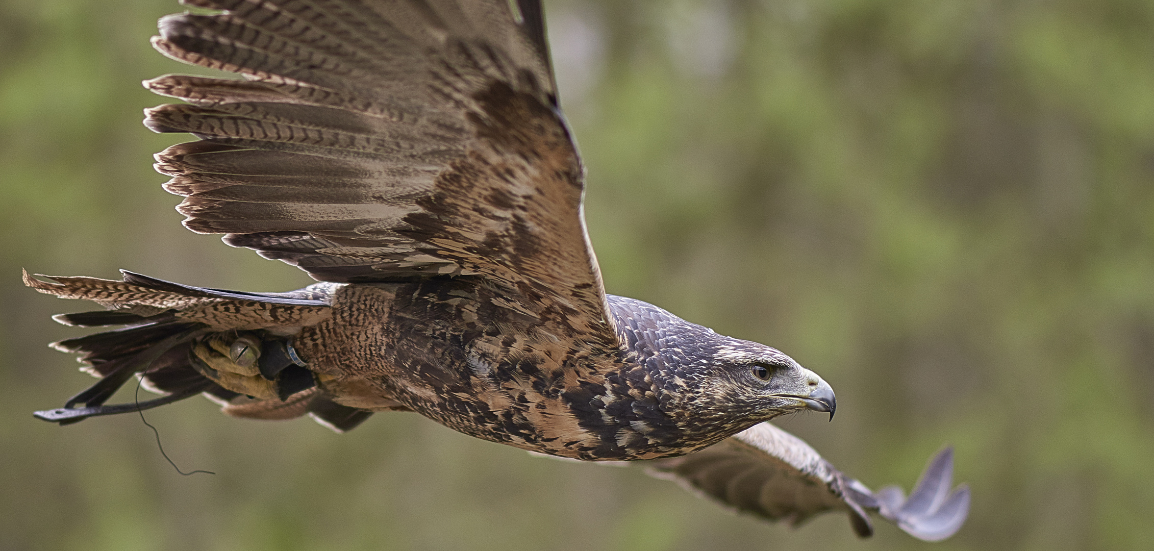 Kordillerenadler April 2017