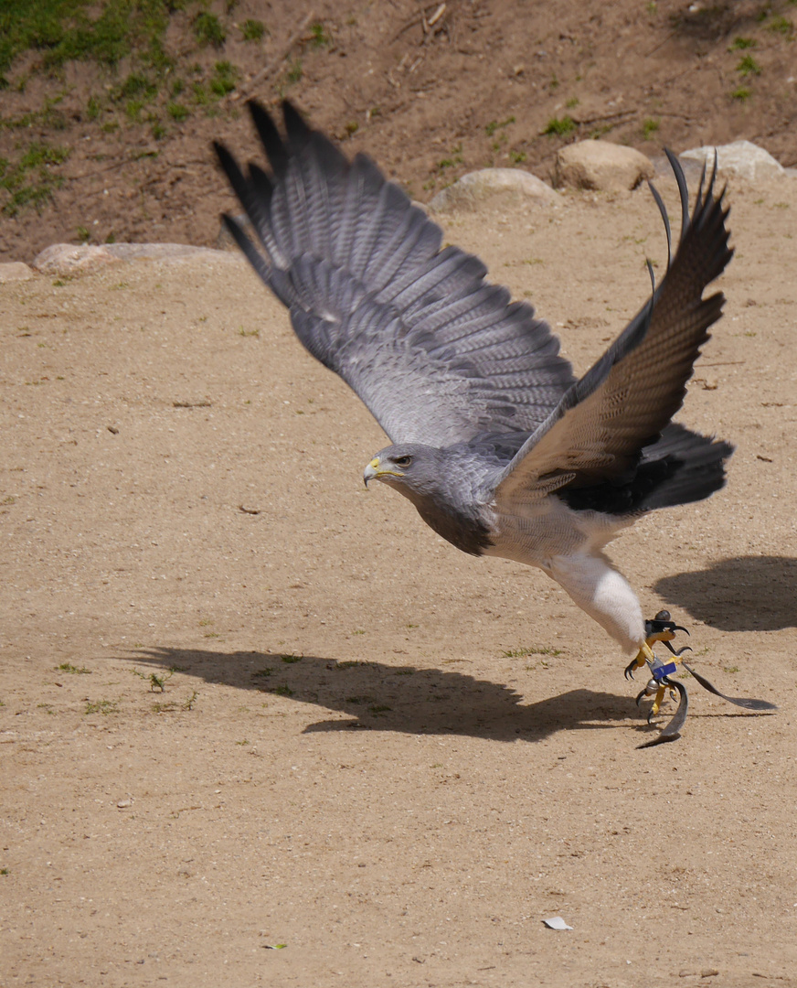 Kordillerenadler - Blaubussard