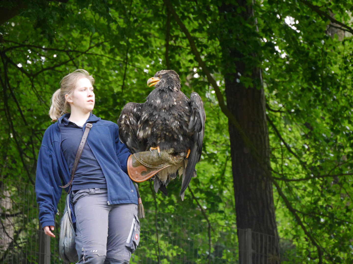 Kordillerenadler - Blaubussard