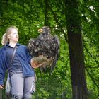 Kordillerenadler - Blaubussard