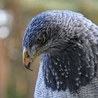 Kordillerenadler - Blaubussard - Aguja