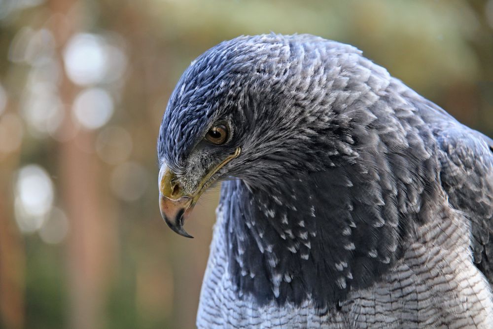 Kordillerenadler - Blaubussard - Aguja