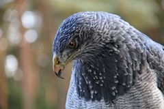 Kordillerenadler - Blaubussard - Aguja