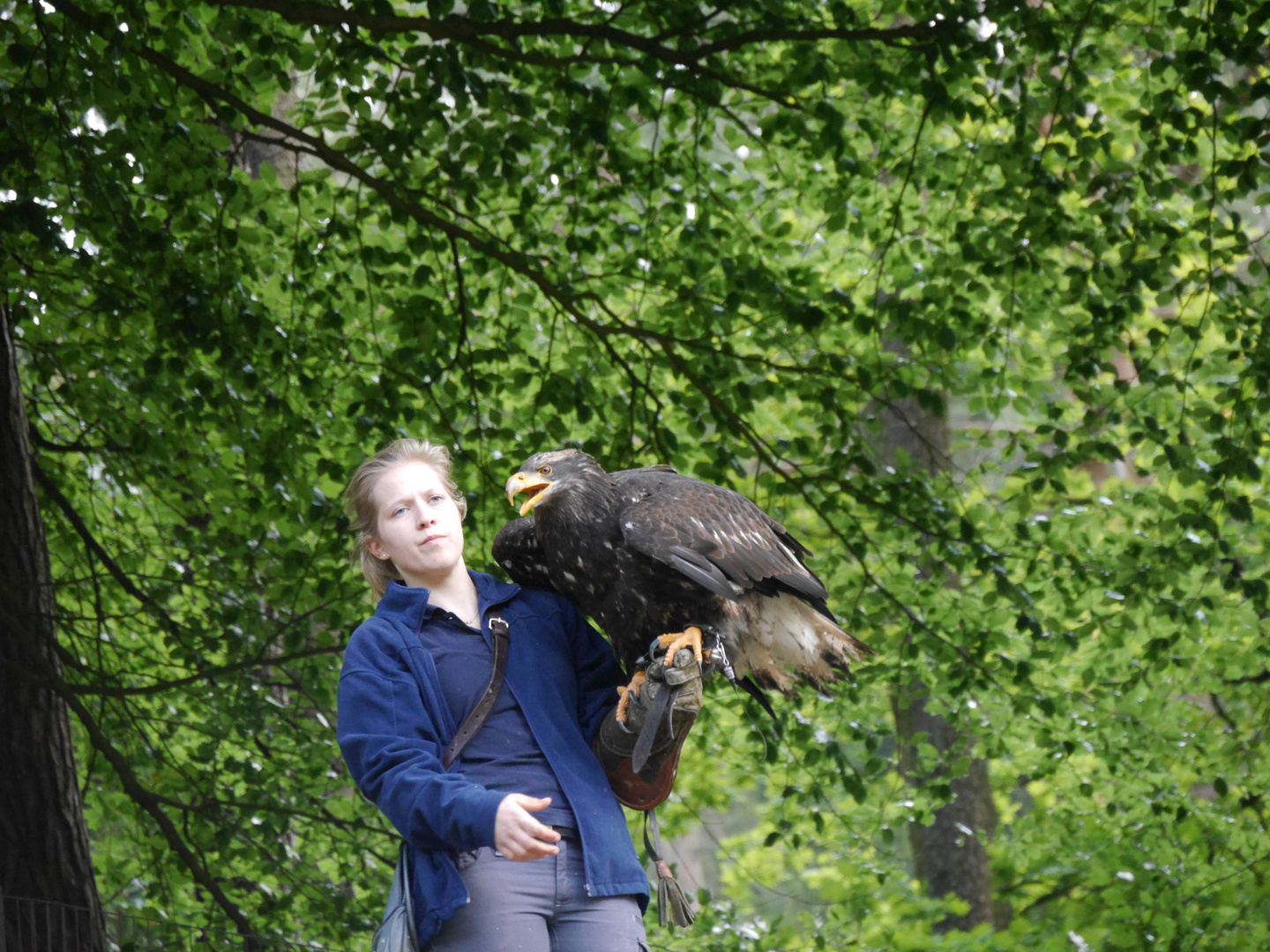 Kordillerenadler - Blaubussard