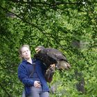 Kordillerenadler - Blaubussard