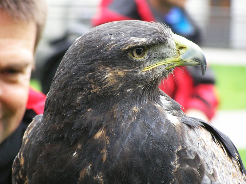 Kordillerenadler