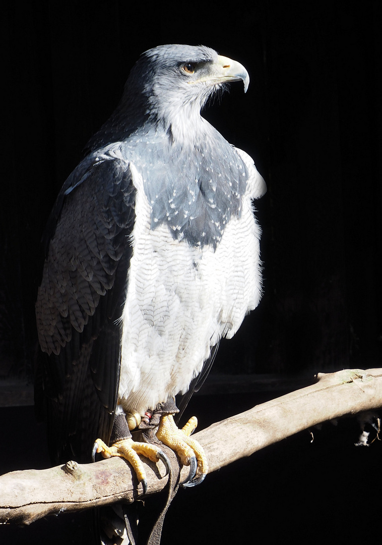 Kordillerenadler oder  Aguja