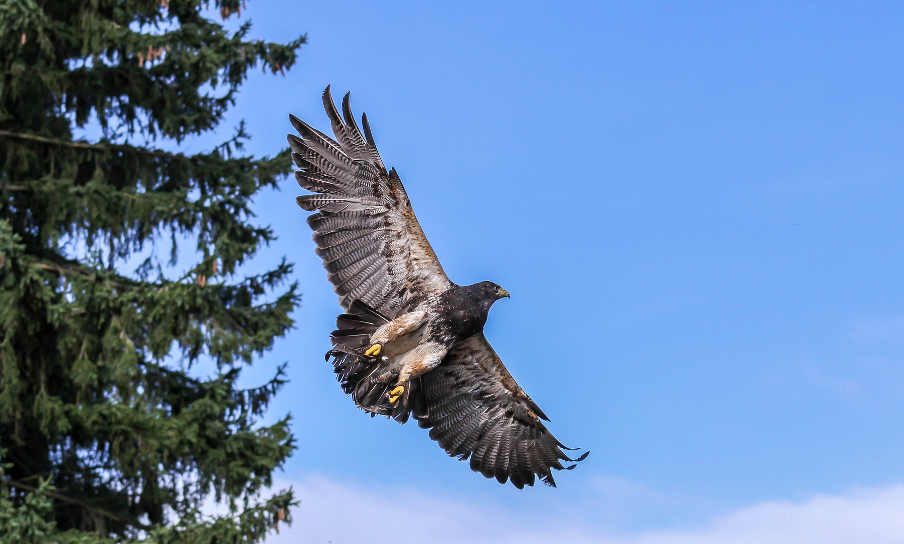 Kordillerenadler oder Aguja-Blauadler