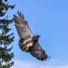 Kordillerenadler oder Aguja-Blauadler