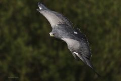 Kordillerenadler oder die Aguja