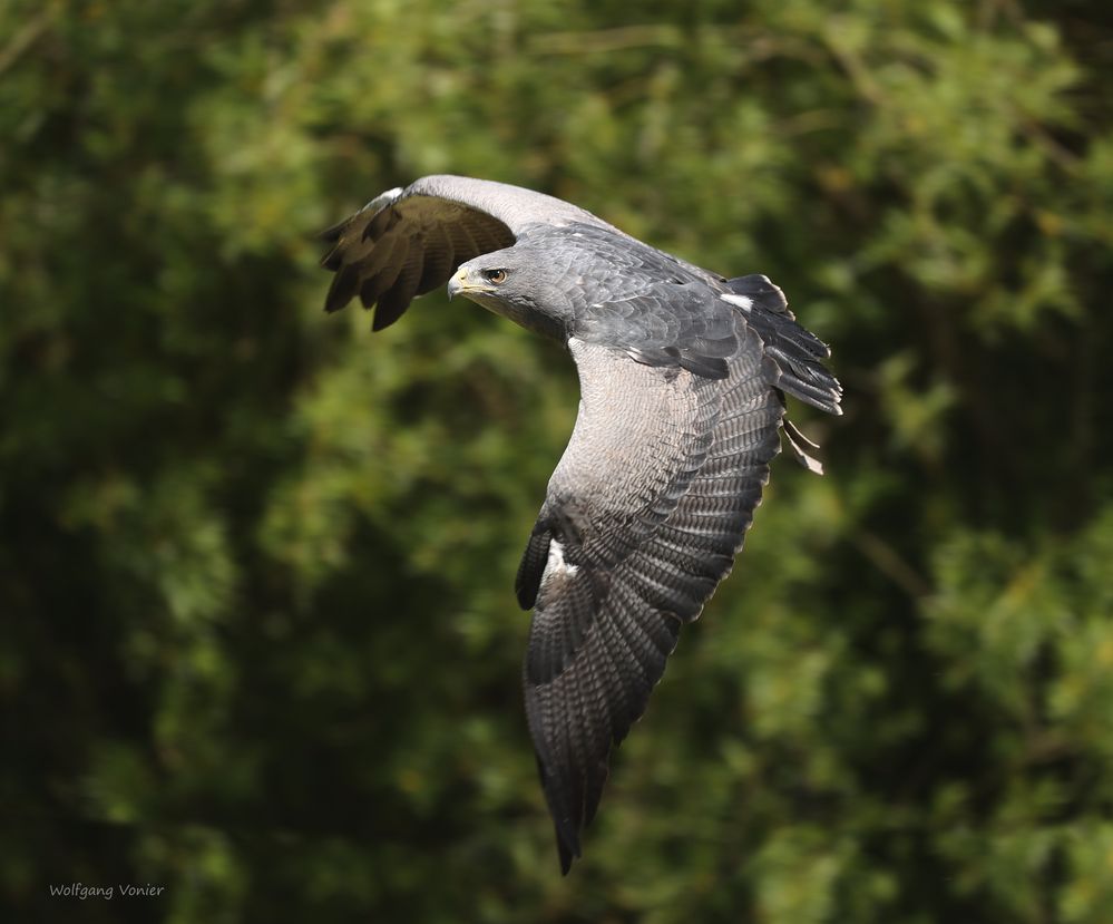 Kordillerenadler oder die Aguja