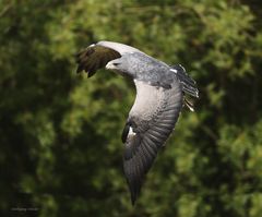 Kordillerenadler oder die Aguja