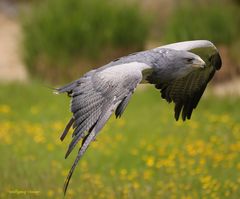 Kordillerenadler oder die Aguja