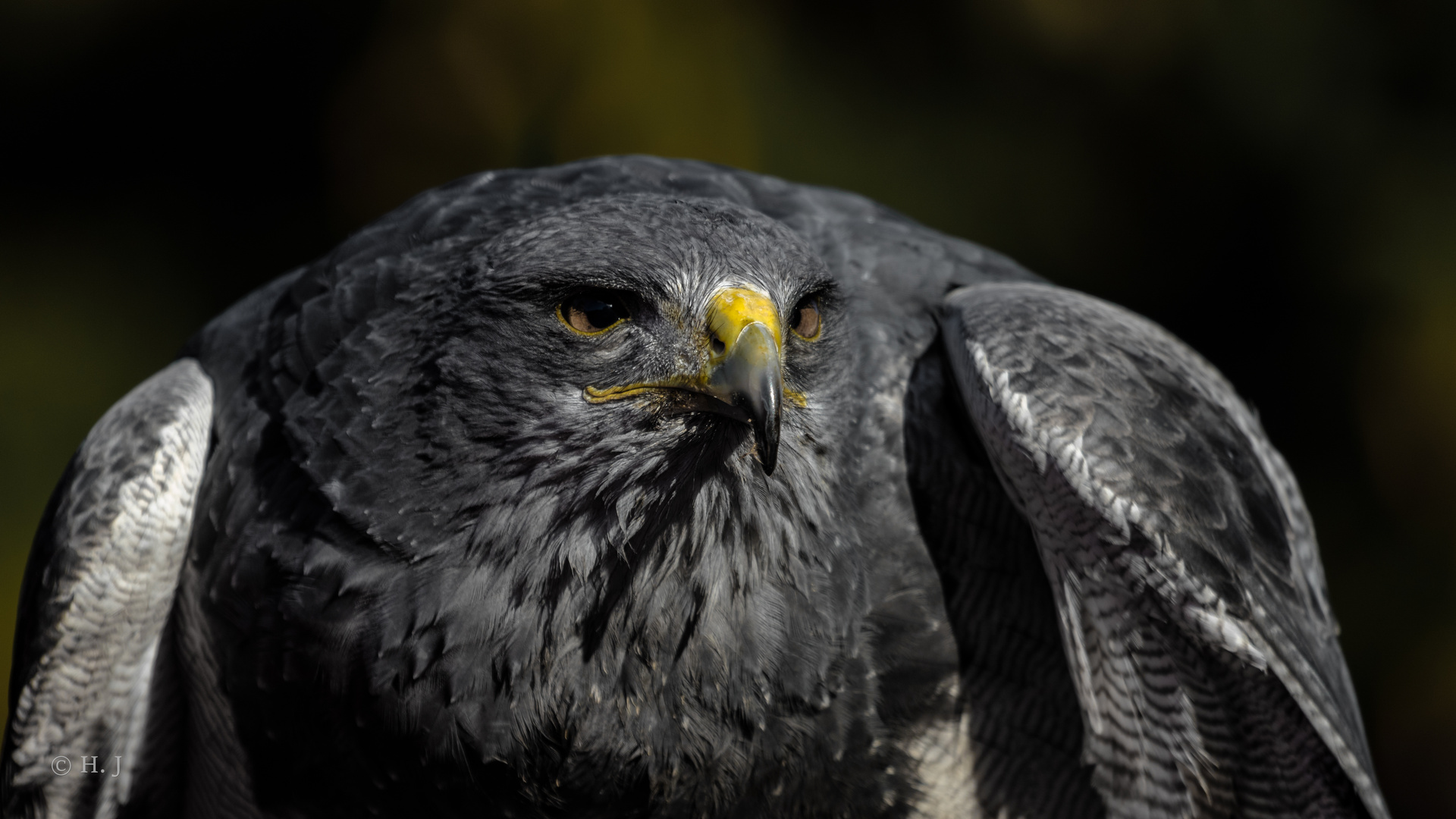 Kordillerenadler Portrait