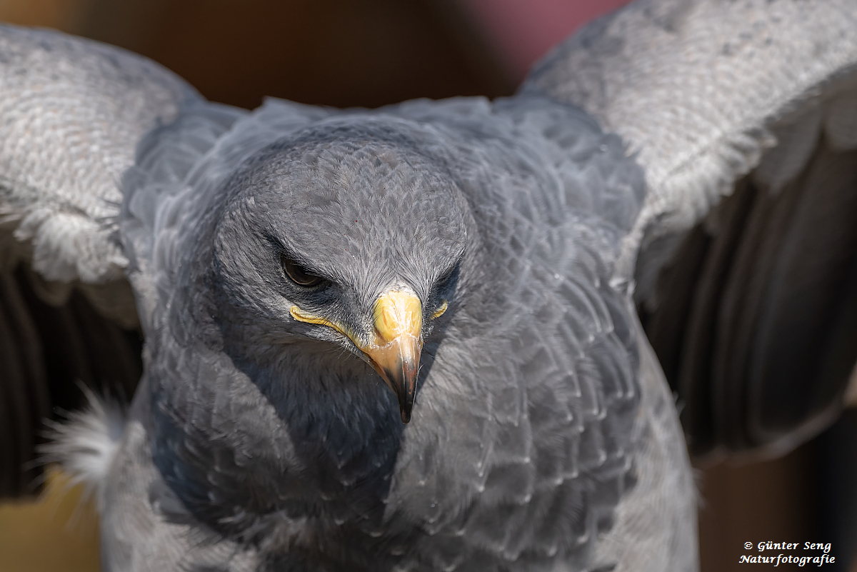 Kordillieren Adler (Aguja).