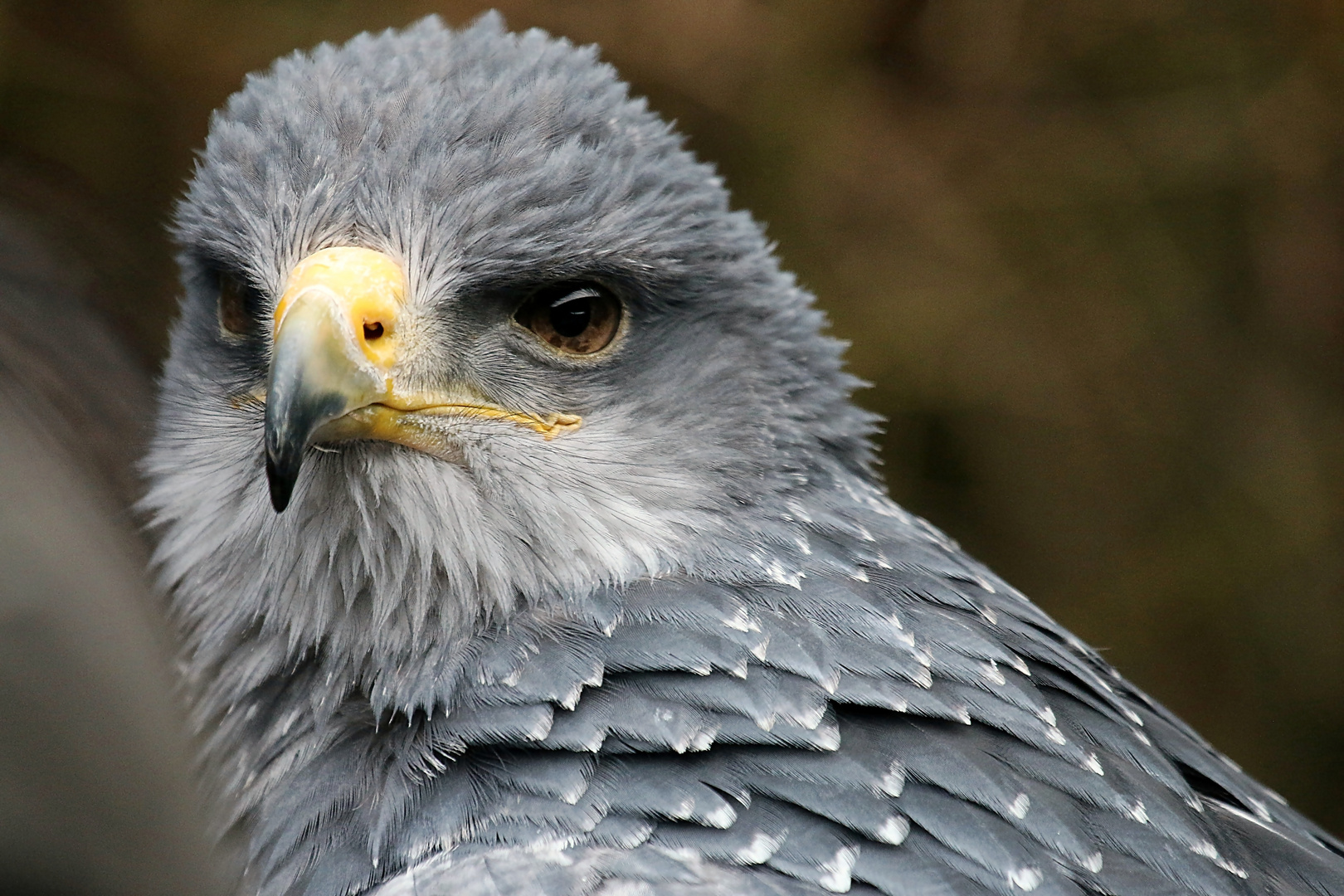 Kordillierenadler