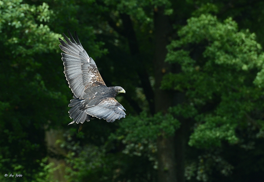 Kordillierenadler