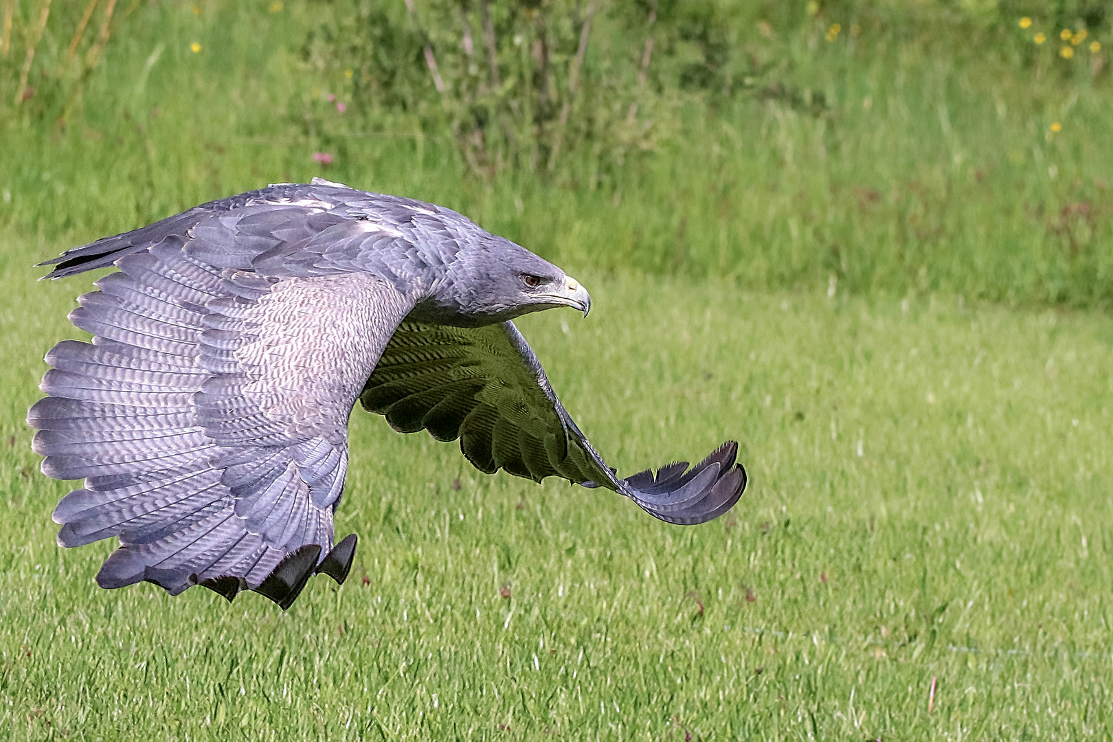 Kordillierenadler