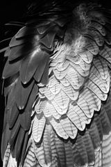 Kordillierenadler Detail