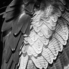 Kordillierenadler Detail