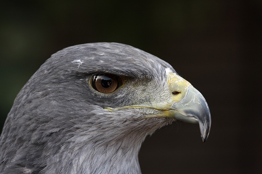 Kordillierenadler/Blaubussard