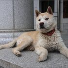 korea jindo dog