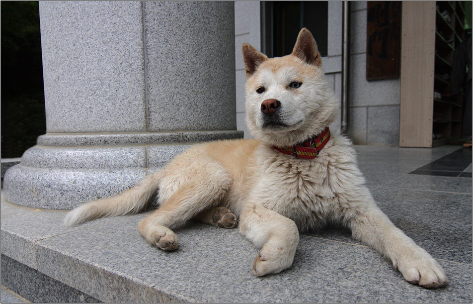 korea jindo dog