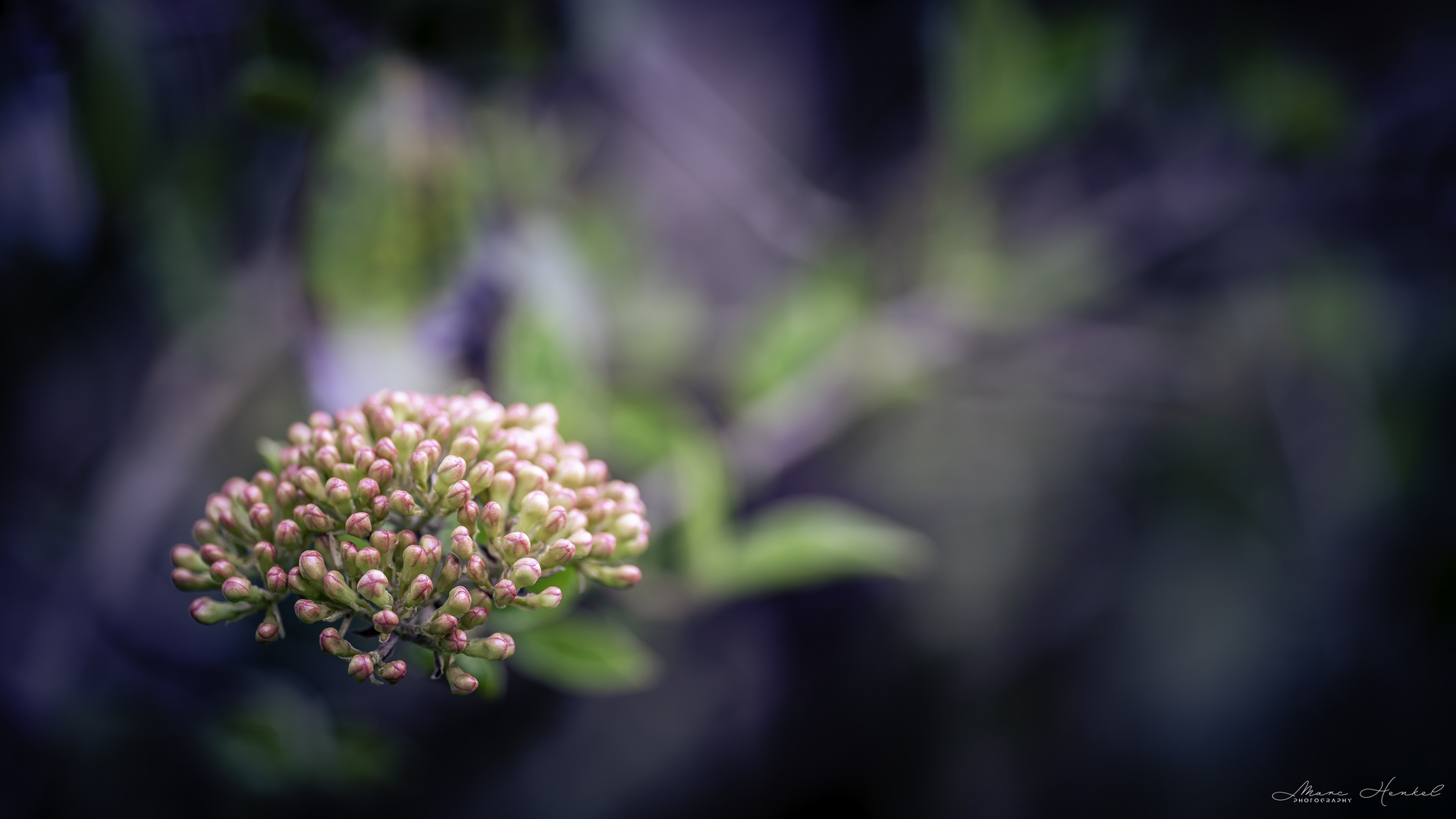 Korea-Schneeball (Viburnum)