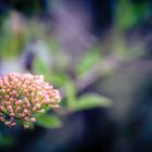 Korea-Schneeball (Viburnum)