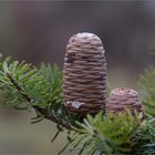 Korea-Tanne (Abies koreana).