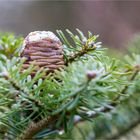 Korea-Tanne (Abies koreana)