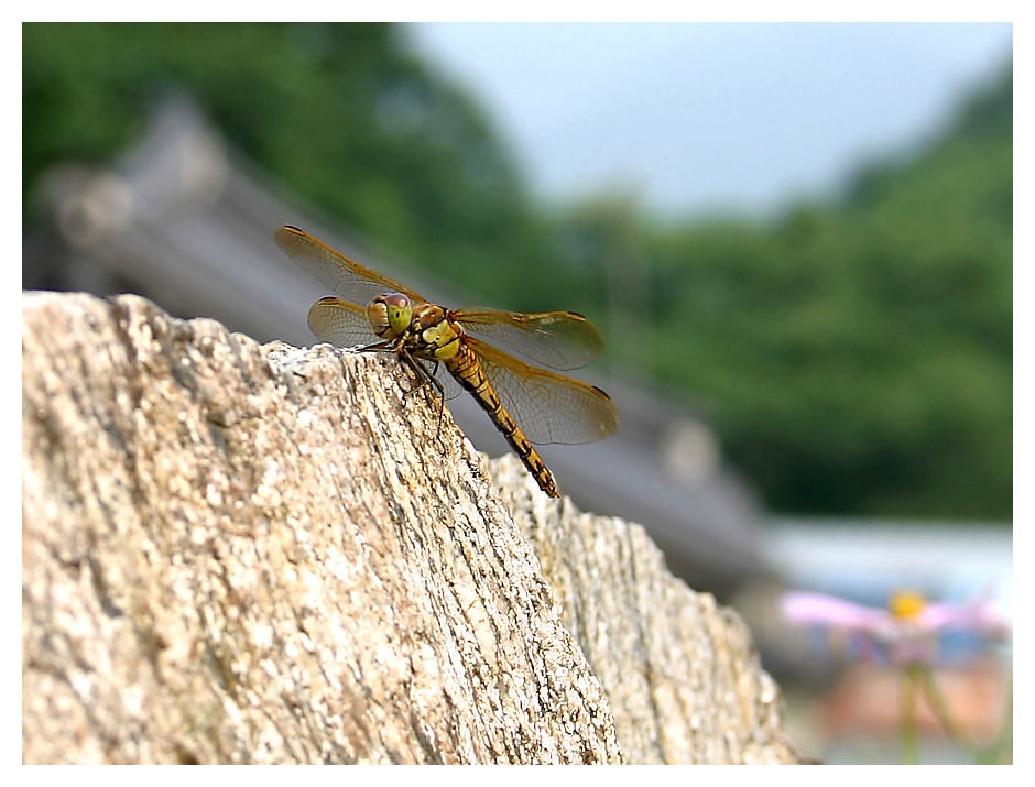 Korean dragon-fly