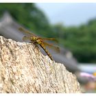 Korean dragon-fly