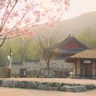 Korean Garden