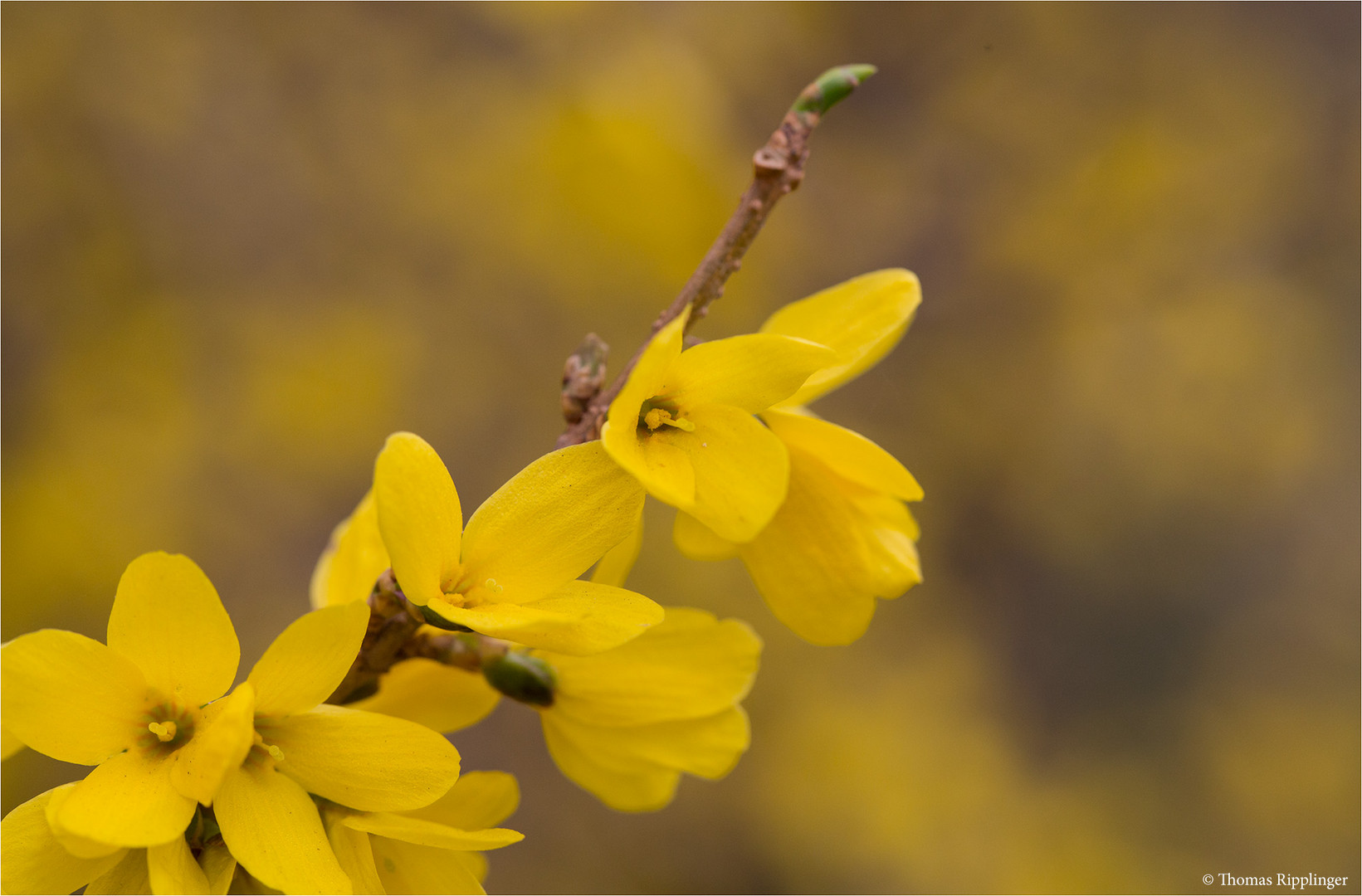 Koreanische Forsythie.